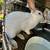 Rabbits 7 thumbnail