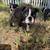 Boston Terrier Pups 17 thumbnail
