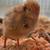 Quail chicks 1 thumbnail