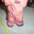 1962 STATE FAIR COCKER SPANIEL CARNIVAL CHALK FIGURE! Large 10" Tall!! 4 thumbnail