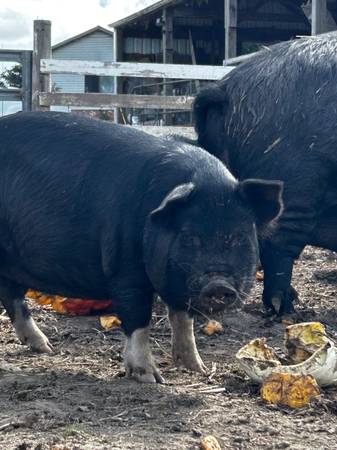American Guinea Hogs 1