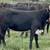Black Whiteface Replacement Heifers 9 thumbnail