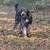 Goldendoodle 8 thumbnail