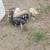 IPP piglets 4 thumbnail