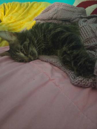 One year old long haired male tabby cat (South bend)