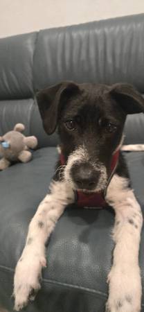 8-Month-Old Puppy Looking for a Loving Home 1