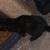 Kitten stuff 2 thumbnail