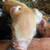 IPP pigs 15 thumbnail