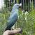 Indian Ringnecks 1 thumbnail