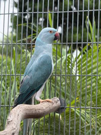 Indian Ringnecks 1