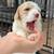 Mini Goldendoodle Puppies 19 thumbnail