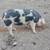 Pigs 3 thumbnail