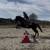 6 year old grade gelding 10 thumbnail