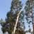 Professional Tree Trimming & Removal Services – Affordable & Reliable! 8 thumbnail