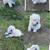 Tiny-Pups 1 thumbnail