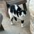 Handicapped Sweet Cat 2 thumbnail