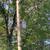 Nice, quiet, peaceful 1.24 Acre 9 thumbnail