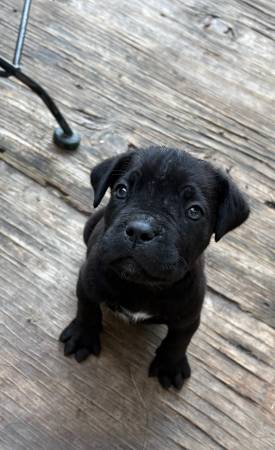 Cane corso pup 1