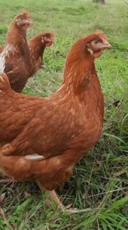 ISA brown pullets 1