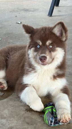Husky 1
