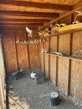 Ringneck doves 1