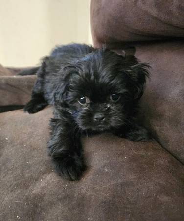 CACHORROS SHIH TZU - Reubicación (Nueva Orleans)63904507364867122