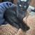 Loving Kittens ready for homes 4 thumbnail