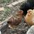 Laying hens 4 thumbnail