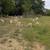19 Purebred St. Croix - Ewes 4 thumbnail