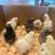 Chicks 16 thumbnail