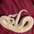 Ball python 6 thumbnail