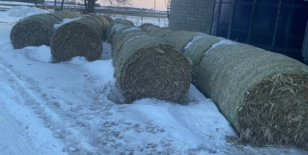 For Sale: Corn Straw 1