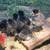 Fertile Hatching Eggs 2 thumbnail