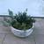 Various succulent arrangements in a pretty white bowl planter 1 thumbnail