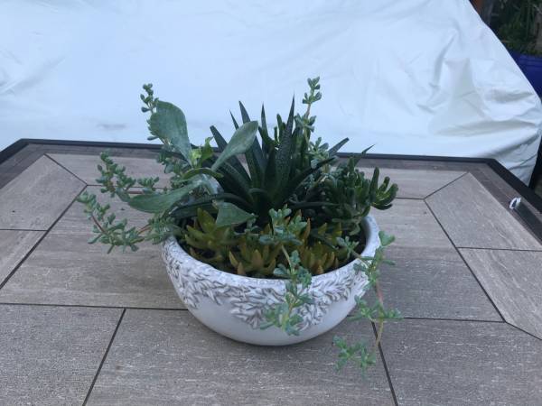 Various succulent arrangements in a pretty white bowl planter 1