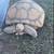 Tortoise 5 thumbnail
