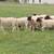 Young Dorper Rams 1 thumbnail