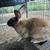 Tamuk rabbits 3 thumbnail