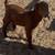 Boer goats 2 thumbnail