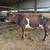 Jersey cows 2 thumbnail