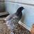11 week old layer pullets, $5 off sale today! 6 thumbnail