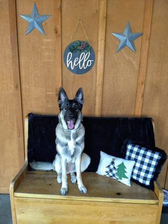 Pastor alemán y husky mix - Necesita un nuevo hogar