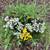 Native Plant: Broadleaf stonecrop (Sedum spathulifolium 'Cape Blanco') 6 thumbnail