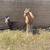 Lamancha goats 2 thumbnail