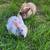 Tamuk rabbits 4 thumbnail