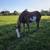 Paint gelding 3 thumbnail