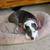 Timid Pitty Looking for a Quiet Home 2 thumbnail