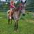 Flashy POA gelding rides great!!! 12 thumbnail