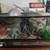 Banana ball python 3 thumbnail