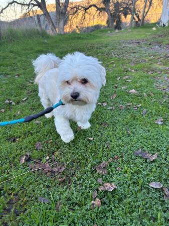 Bichon Needs New Home 1